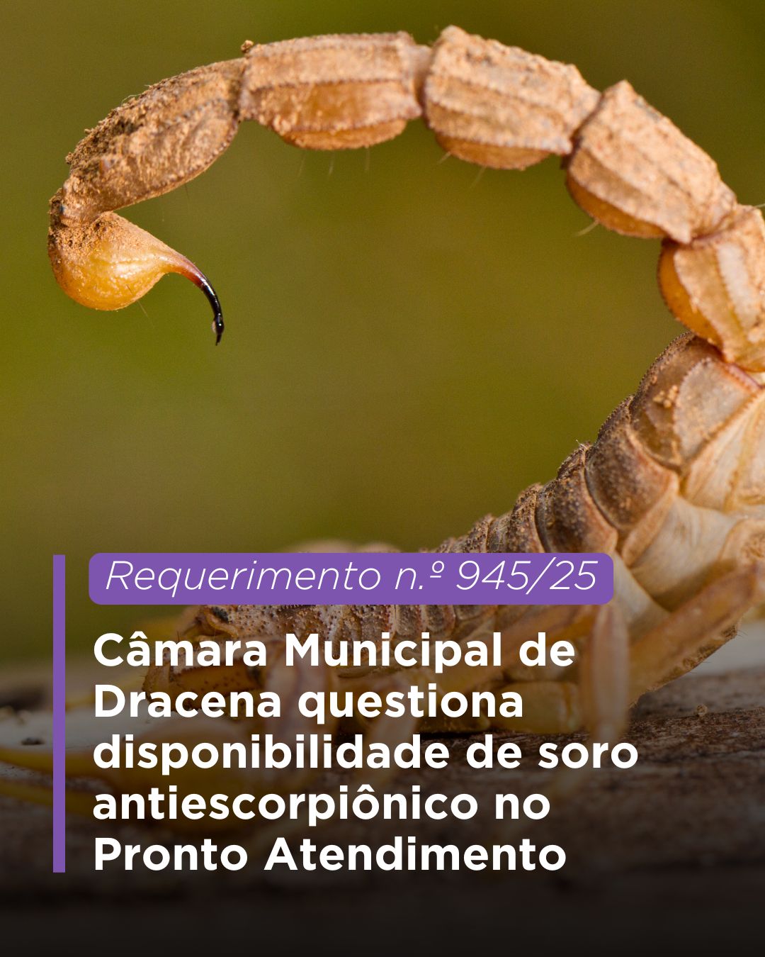 Câmara Municipal de Dracena questiona disponibilidade de soro antiescorpiônico no Pronto Atendimento