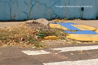 Câmara Municipal de Dracena questiona responsabilidade pela remoção de tocos de árvores em calçadas públicas