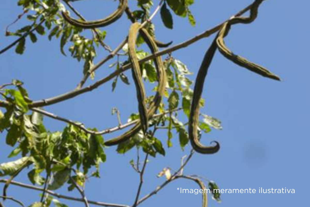 Câmara Municipal de Dracena solicita análise de retirada de árvores na Avenida Rui Barbosa