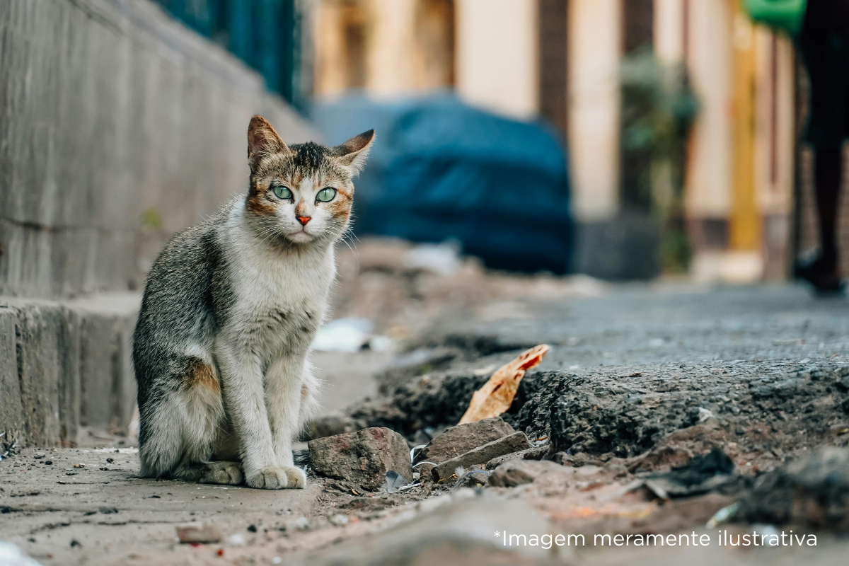 Câmara Municipal de Dracena solicita programa contínuo de castração de animais em situação de rua