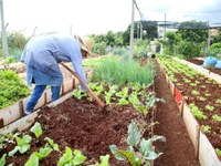 Legislativo de Dracena sugere ao município transformar terrenos da Prefeitura em hortas comunitárias